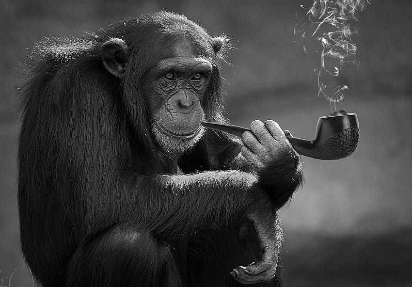Premium Photo  Smoking monkey sitting in a bar