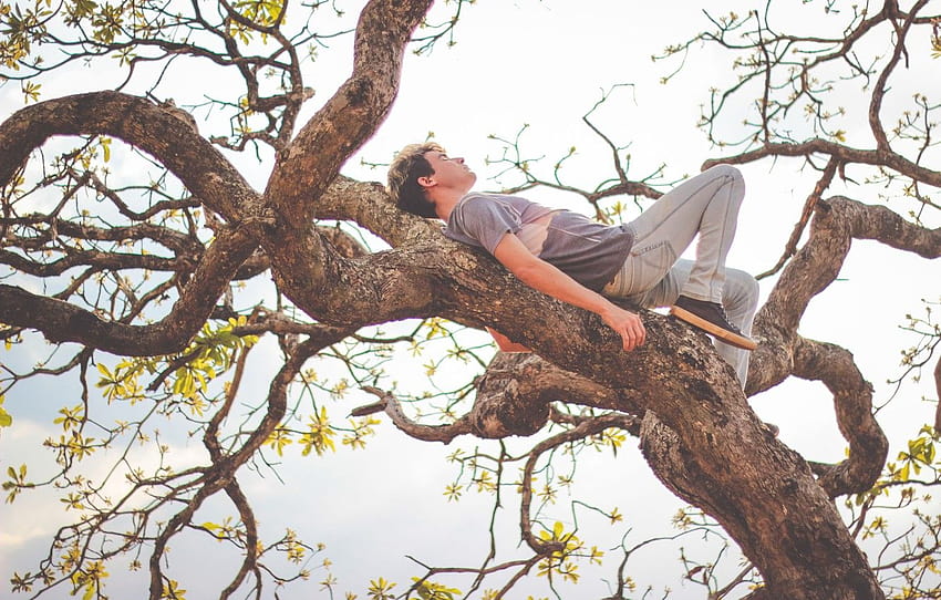 drzewo, mężczyzna, gałęzie, spanie , sekcja настроения Tapeta HD