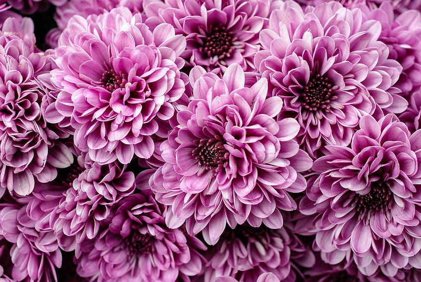 Awesome Chrysanthemum HD Wallpaper | Pxfuel