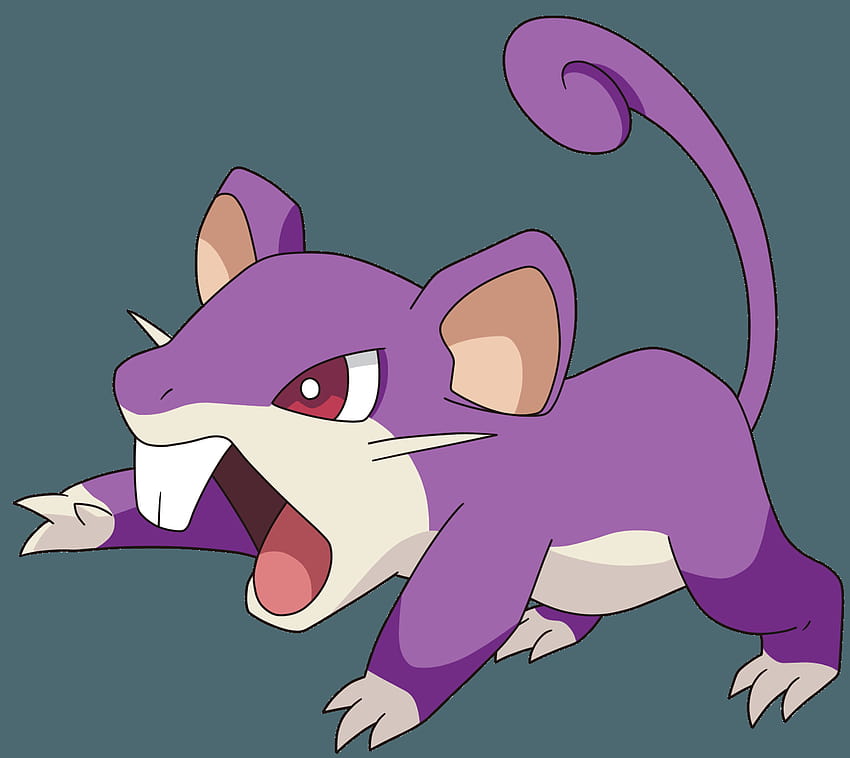 019, rattata HD wallpaper | Pxfuel