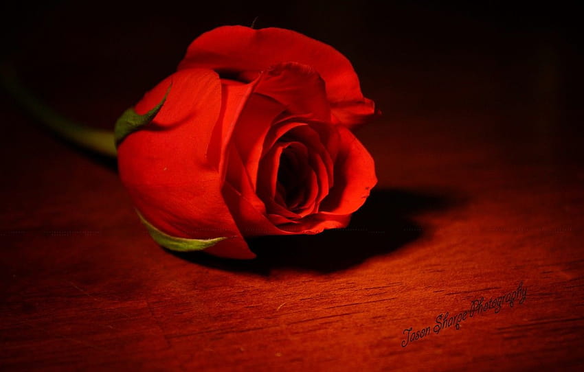 цвете, светлина, червено, роза, цвят, сянка, червено, роза, едно, цвете, кралицата на цветята, корал , раздел цветы, червена сянка HD тапет