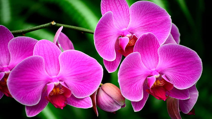 Purple Flower Orchids Exotic Flower Branch Ultra For, orchid flower ultra HD wallpaper