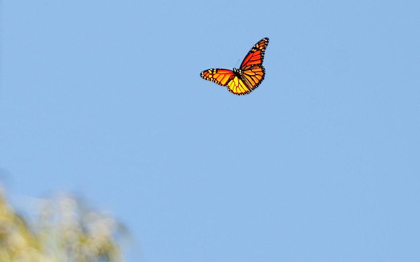 Orange Monarch Butterflies Digital Seamless Pattern for  Etsy Finland
