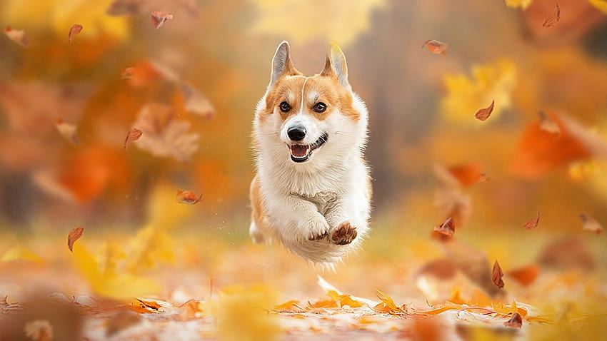 Welsh Corgi dog Foliage Running Bokeh Autumn animal 1366x768, animal corgi HD wallpaper