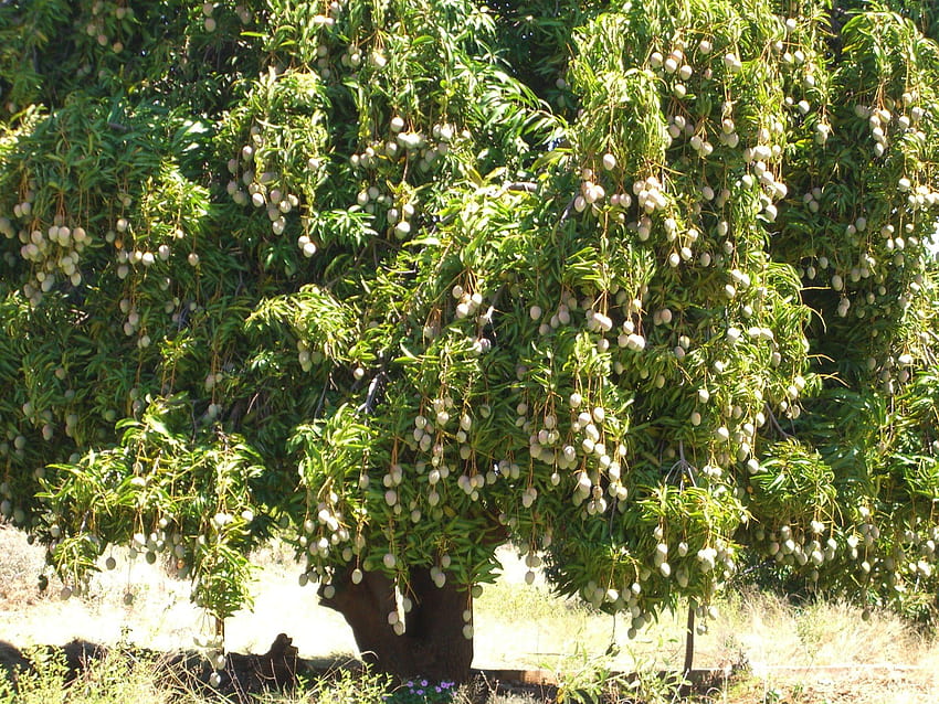 Drzewo mango Tapeta HD