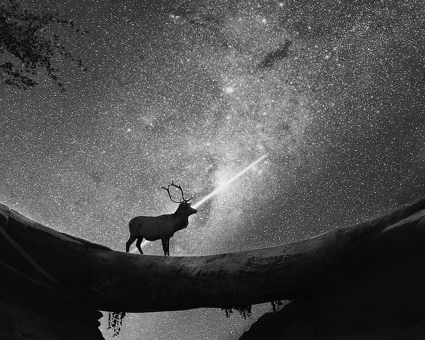 1280x1024 Reindeer Shooting Star 1280x1024 Resolution , Backgrounds, and, white reindeer HD wallpaper