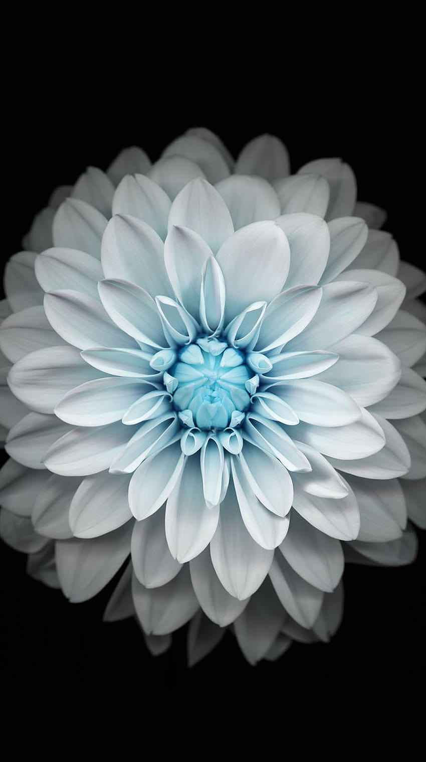 Blue Flower iPhone Wallpapers  Top Free Blue Flower iPhone Backgrounds   WallpaperAccess