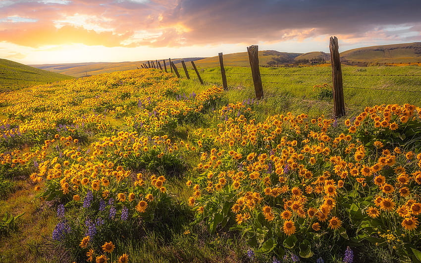 fiori di campo gialli, campo di fiori, sera, tramonto, Columbia Hills State Park, Stato di Washington, USA con risoluzione 1920x1200. Alta qualità, colline e campi di fiori Sfondo HD