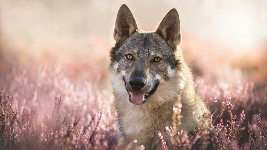 Wolfdog and Backgrounds HD wallpaper