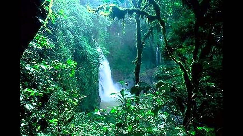 สำรวจป่าฝนอะเมซอนบราซิล ป่าอะเมซอนบราซิล วอลล์เปเปอร์ HD