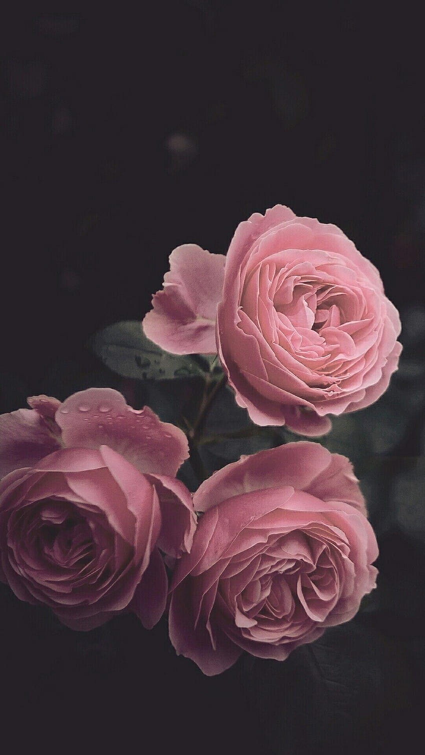 IPhone, aesthetic black rose HD phone wallpaper | Pxfuel