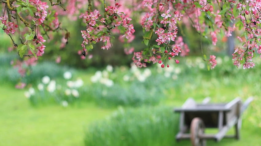 Nature Tree Flowers Blur Nature Spring [1920x1200] for your , Mobile & Tablet, spring blur HD wallpaper