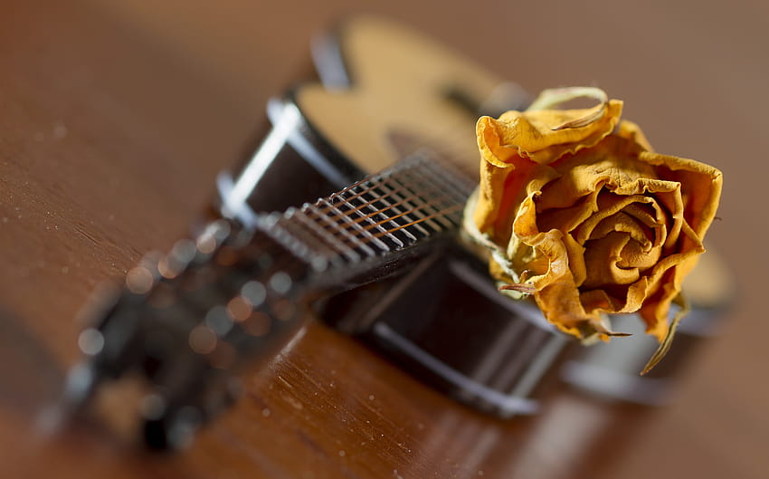 Rose With Guitar, guitar and roses HD wallpaper | Pxfuel