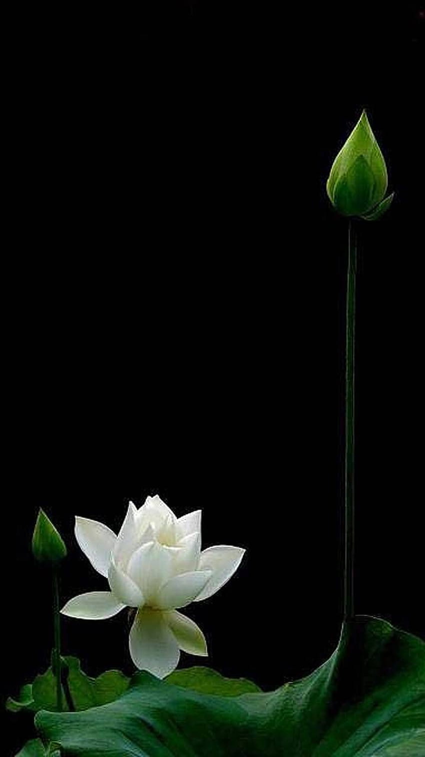 Weißer Lotus 3 von 4__Eva__ HD-Handy-Hintergrundbild