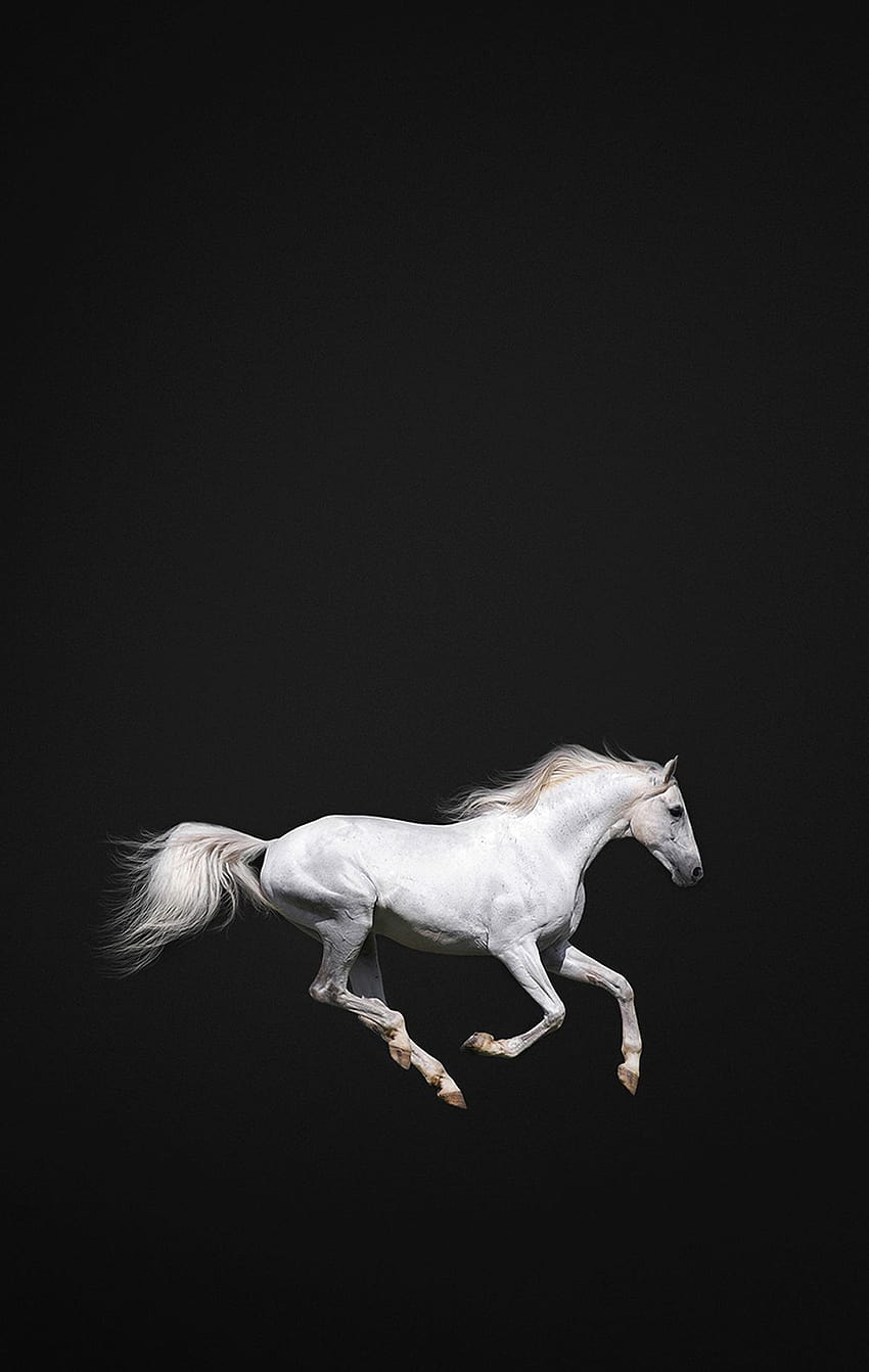 Erica Ison on Horses, black horse iphone HD phone wallpaper