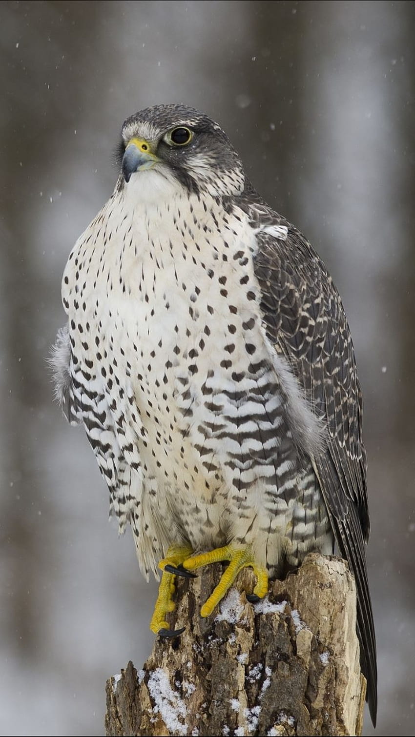 Animal/Falcon, peregrine falcon mobile HD phone wallpaper