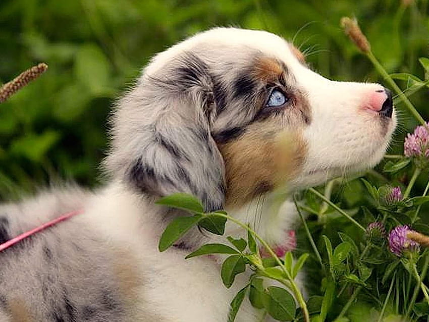 Avustralya Çoban Köpeği, Avustralyalı köpek HD duvar kağıdı