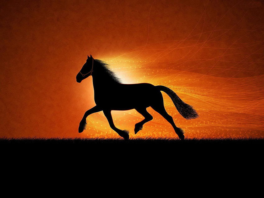 Page 18, horse horse black HD wallpapers