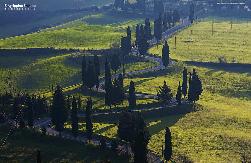 Italy Tuscany Cypress Hill, tuscan morning HD wallpaper