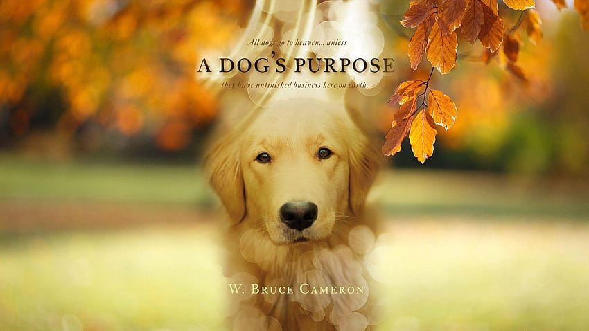 A Dog's Purpose Movie film 2017 poster, dogs and owners HD wallpaper