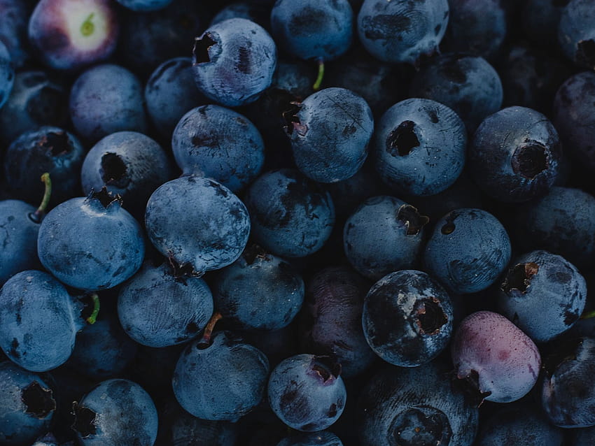 fresh, blueberries, dark, blue food HD wallpaper