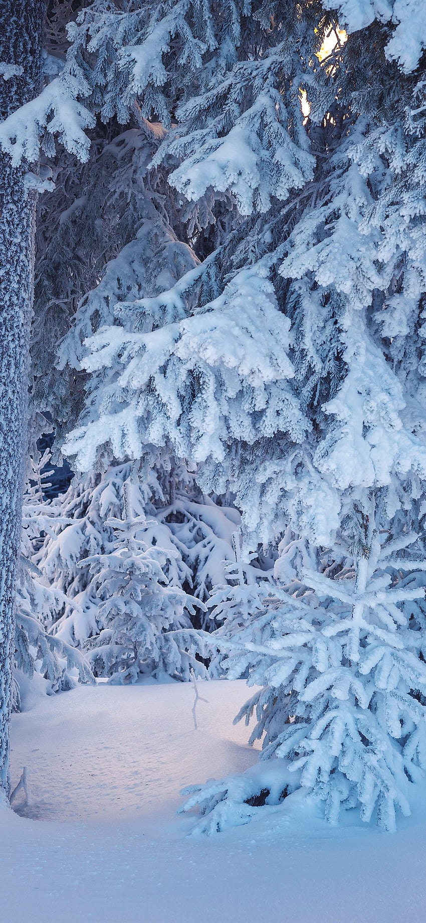 Fir twigs, snow, tree, winter 1242x2688 iPhone 11 Pro/XS Max