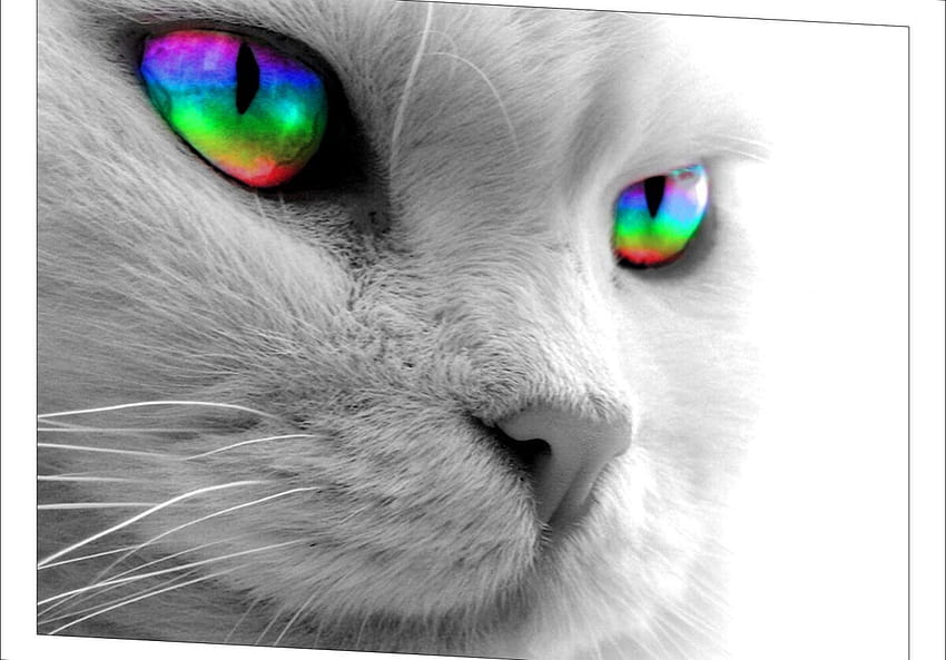 グレースケールの猫の虹色の目、 高画質の壁紙