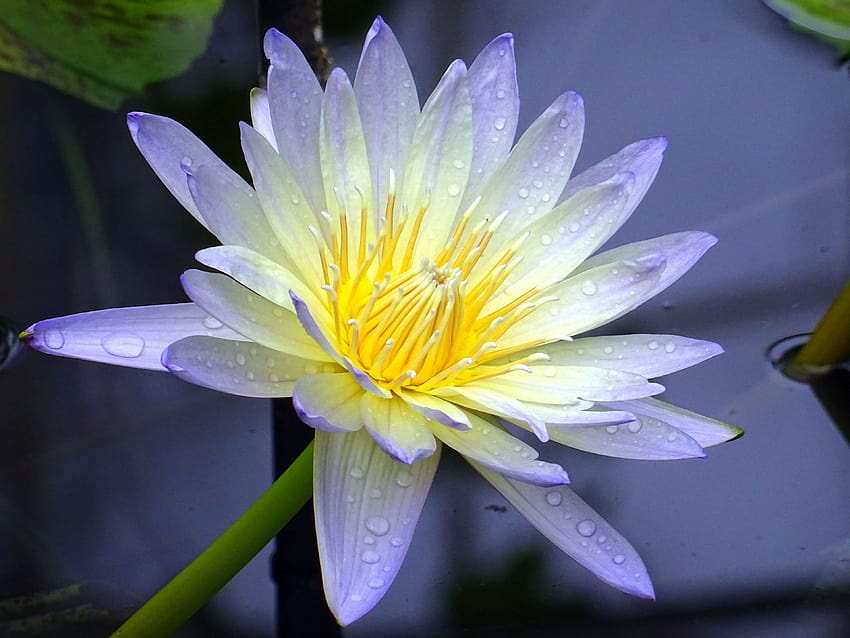 Wasser-, Wasserpflanze, schön, Blüte, Blüte, Blüte, Lotus-Pool HD-Hintergrundbild