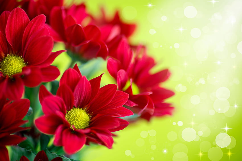Beautiful Red Flowers Backgrounds, background flowers HD wallpaper | Pxfuel
