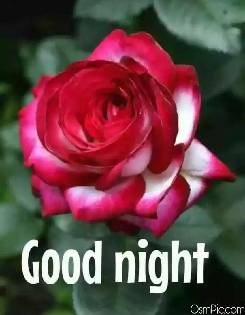 Top 101 Good Night Whatsapp Gn Pics, rose good night HD phone ...