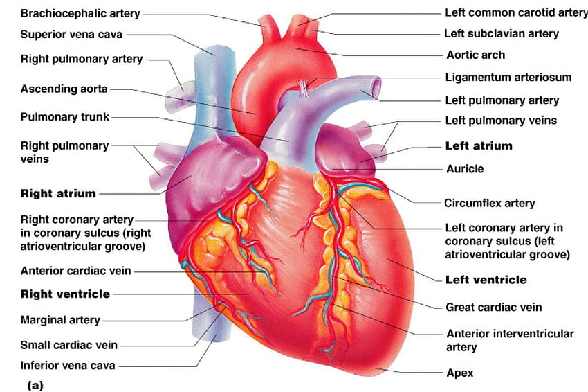 Heart Human Anatomy, artery HD wallpaper