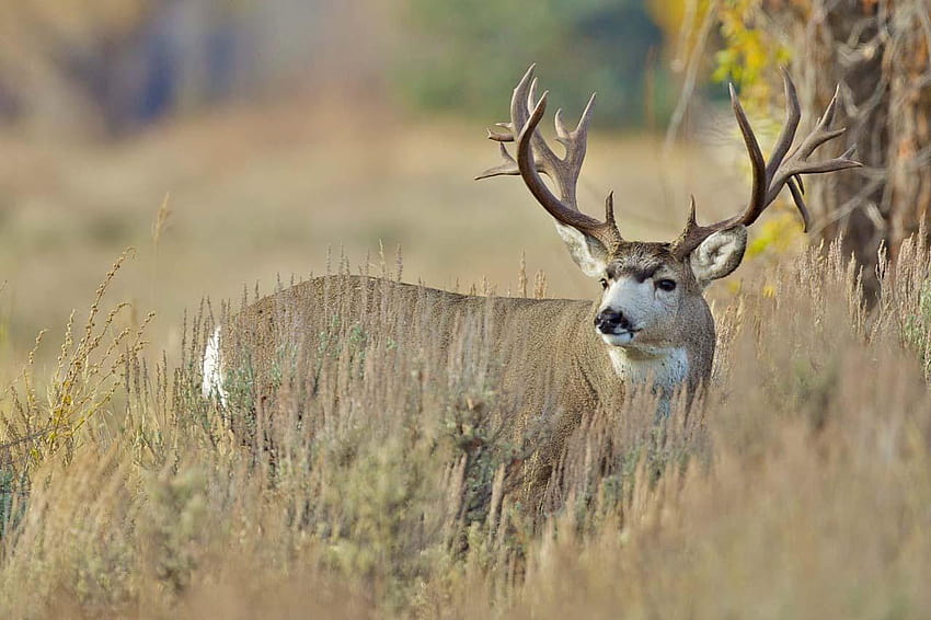 Mule Deer, buck HD wallpaper