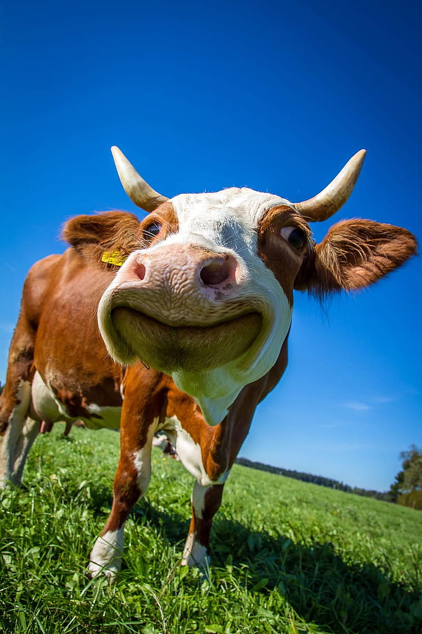 Weißes und braunes Milchvieh, Kuh, lustige, wiederkäuende, flauschige Kühe HD-Handy-Hintergrundbild
