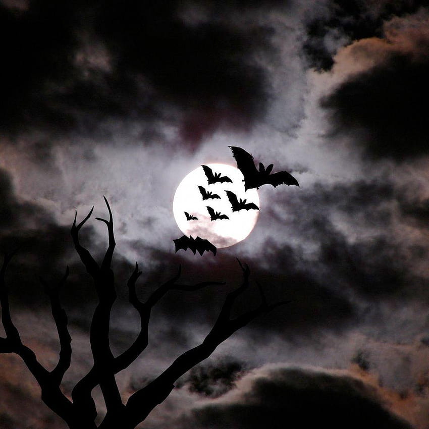 Bats at night fantasy, halloween bat HD phone wallpaper | Pxfuel