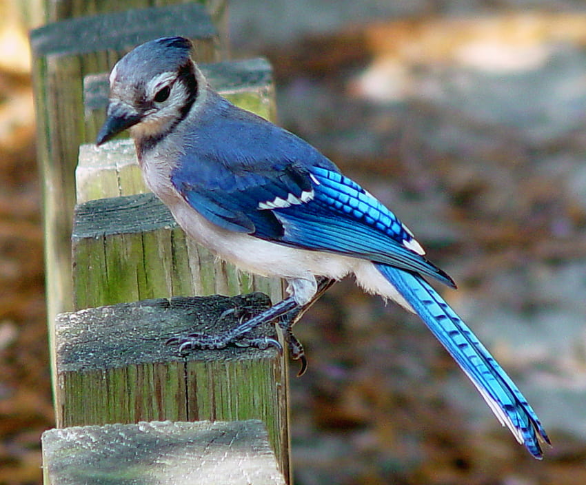 모바일용 블루 제이버드 피더 Birds Mobile Jay [2173x1800] for your , Mobile & Tablet, blue jay bird HD 월페이퍼