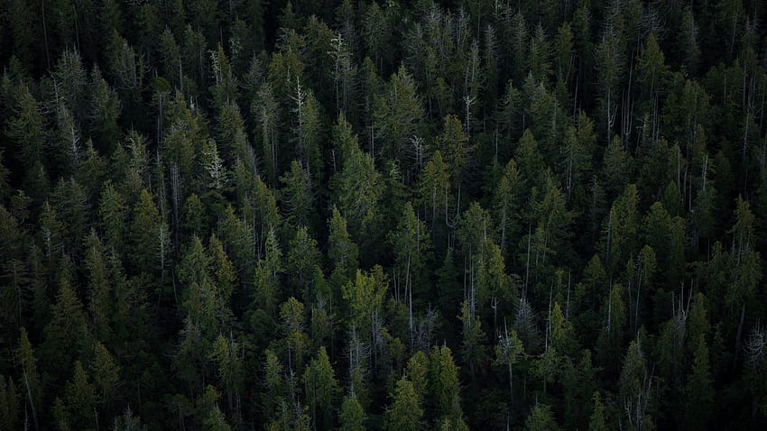 2560x1440 дървета, изглед отгоре, гора за iMac 27 инча, иглолистна гора HD тапет
