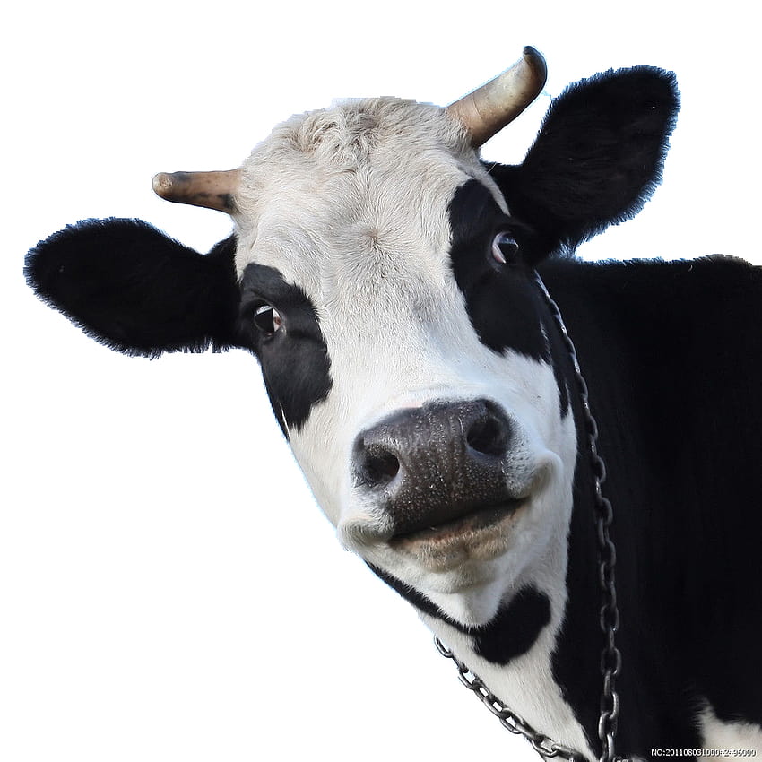 Крава Png & Крава .png Прозрачна, холщайн фризийска крава HD тапет за телефон