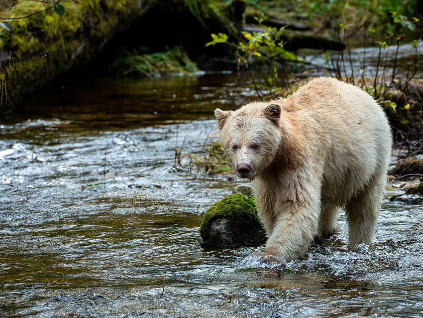 In Search of the Elusive Spirit Bear in the 'Amazon of the North' HD wallpaper