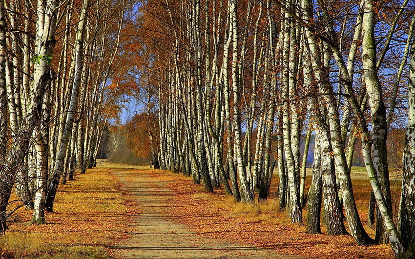 Path through birch trees HD wallpaper
