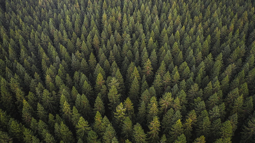 Nature , pine forest HD wallpaper | Pxfuel