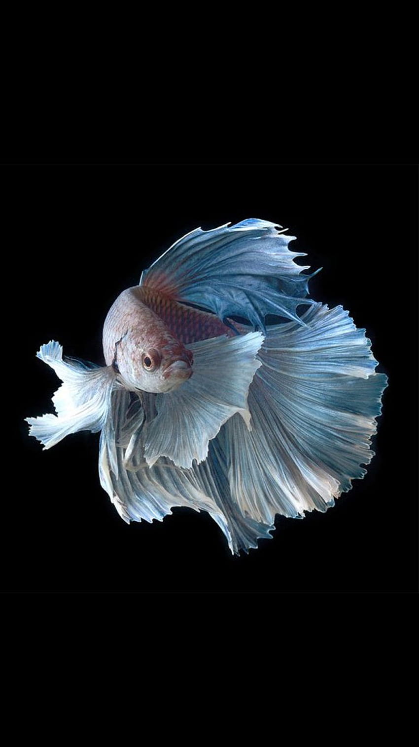 Apfelfisch, blau, Feder, Schwanz, Flügel, originaler iPhone-Fisch HD-Handy-Hintergrundbild
