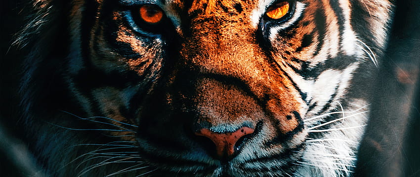 2560x1080 Tiger Close Up 2560x1080 Resolution , Backgrounds, and, tiger pc HD wallpaper