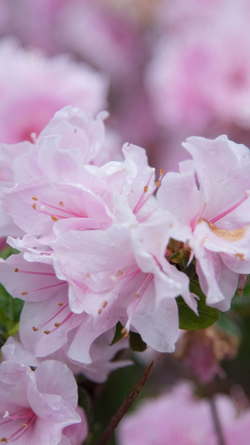 Azalea flowers bloom, pink petals 1080x1920 iPhone 8/7/6/6S Plus, azaleas  HD phone wallpaper | Pxfuel