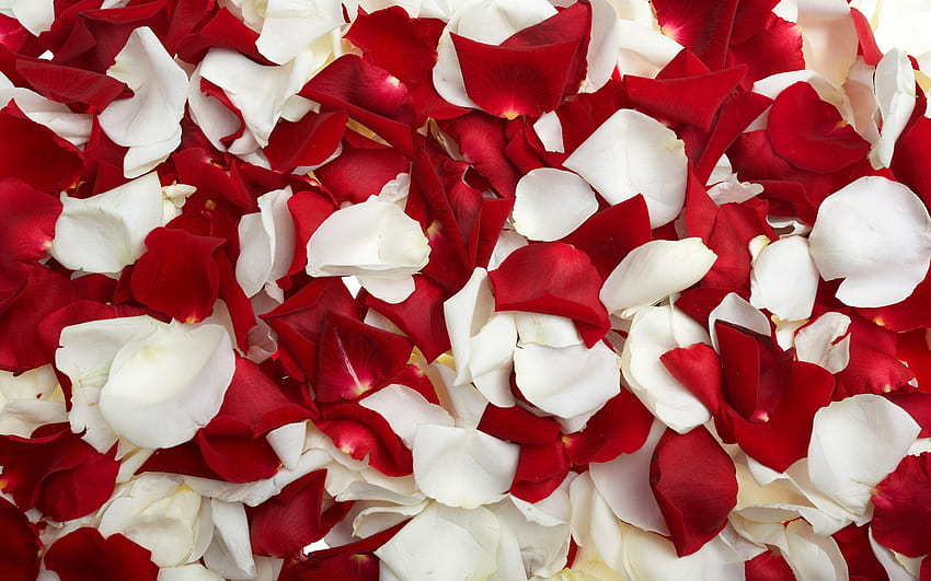 Rose Petals on Latoro HD wallpaper