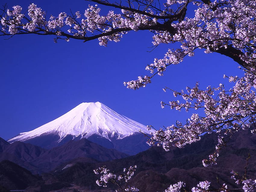 Góra Fuji, Honsiu, Japonia. Uwielbiam sposób, w jaki jest oprawiony przez sakurę, Mount Fuji Purple Tapeta HD