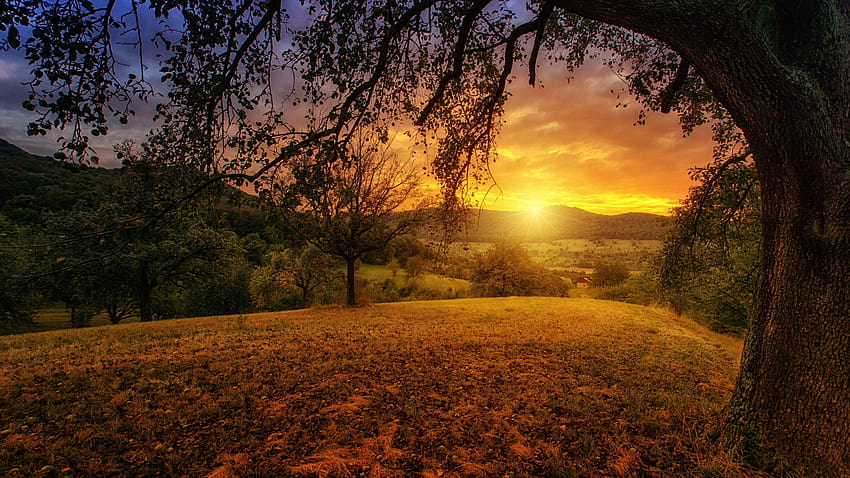 Tree Sun Aesthetic Dawn Landscape Panorama, aesthetic landscape HD ...