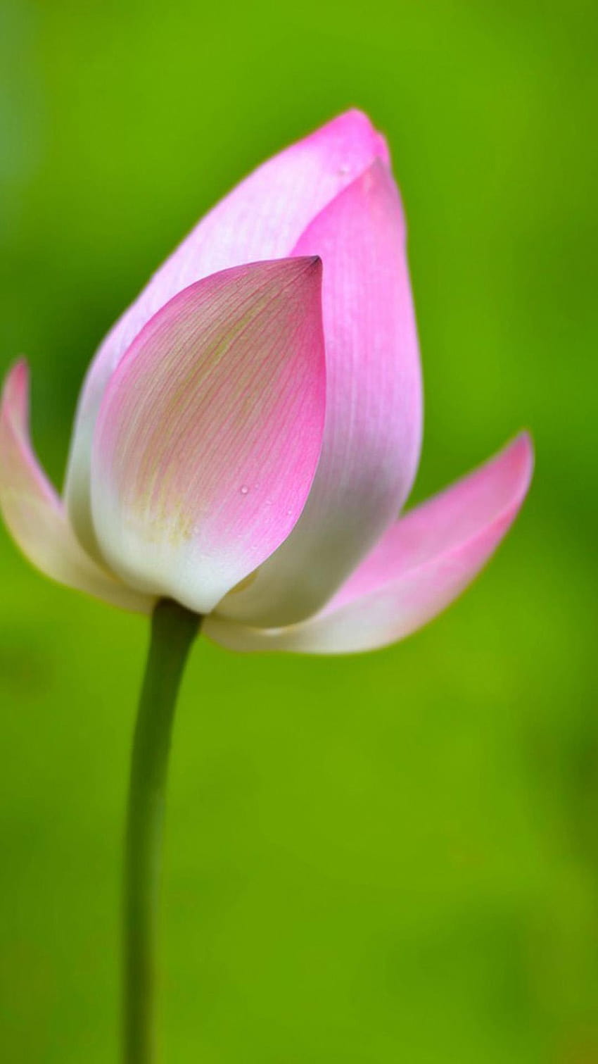 Lotus Bud Flower Macro iPhone 8 HD тапет за телефон