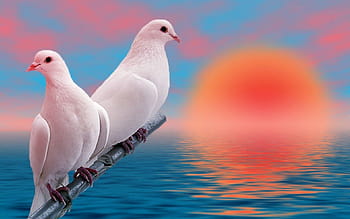 pigeons love wallpaper