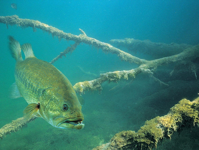 Largemouth Bass, bass fishing HD wallpaper