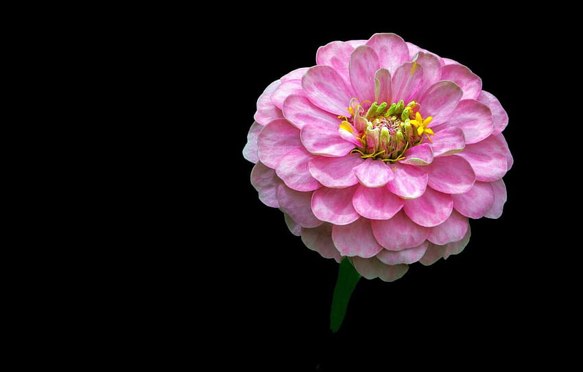 Background, zinnia, Pink flower, Pink flower HD wallpaper